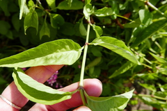 Dianthera secunda