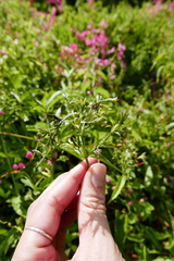 Dianthera secunda