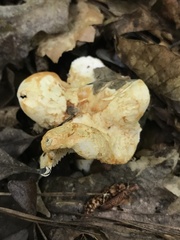 Hydnum alboaurantiacum