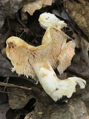 Hydnum alboaurantiacum