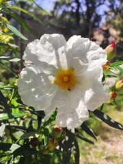 Cistus ladanifer