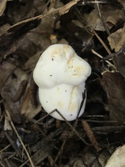 Hydnum alboaurantiacum