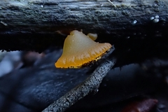 Heterotextus miltinus