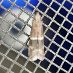 Moodna pallidostrinella