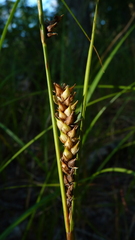 Carex striata