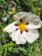 Cistus ladanifer