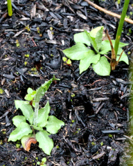 Pterostylis puberula