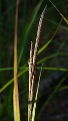Carex striata