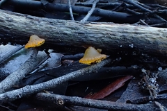 Heterotextus miltinus