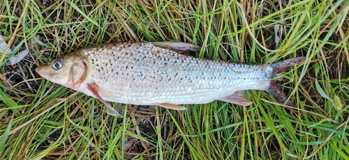 Hemibarbus maculatus · Natusfera