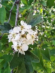 Crataegus monogyna