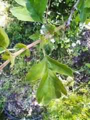 Crataegus monogyna