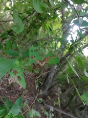 Ancistrocercus circumdatus