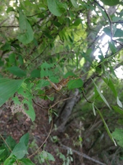 Ancistrocercus circumdatus