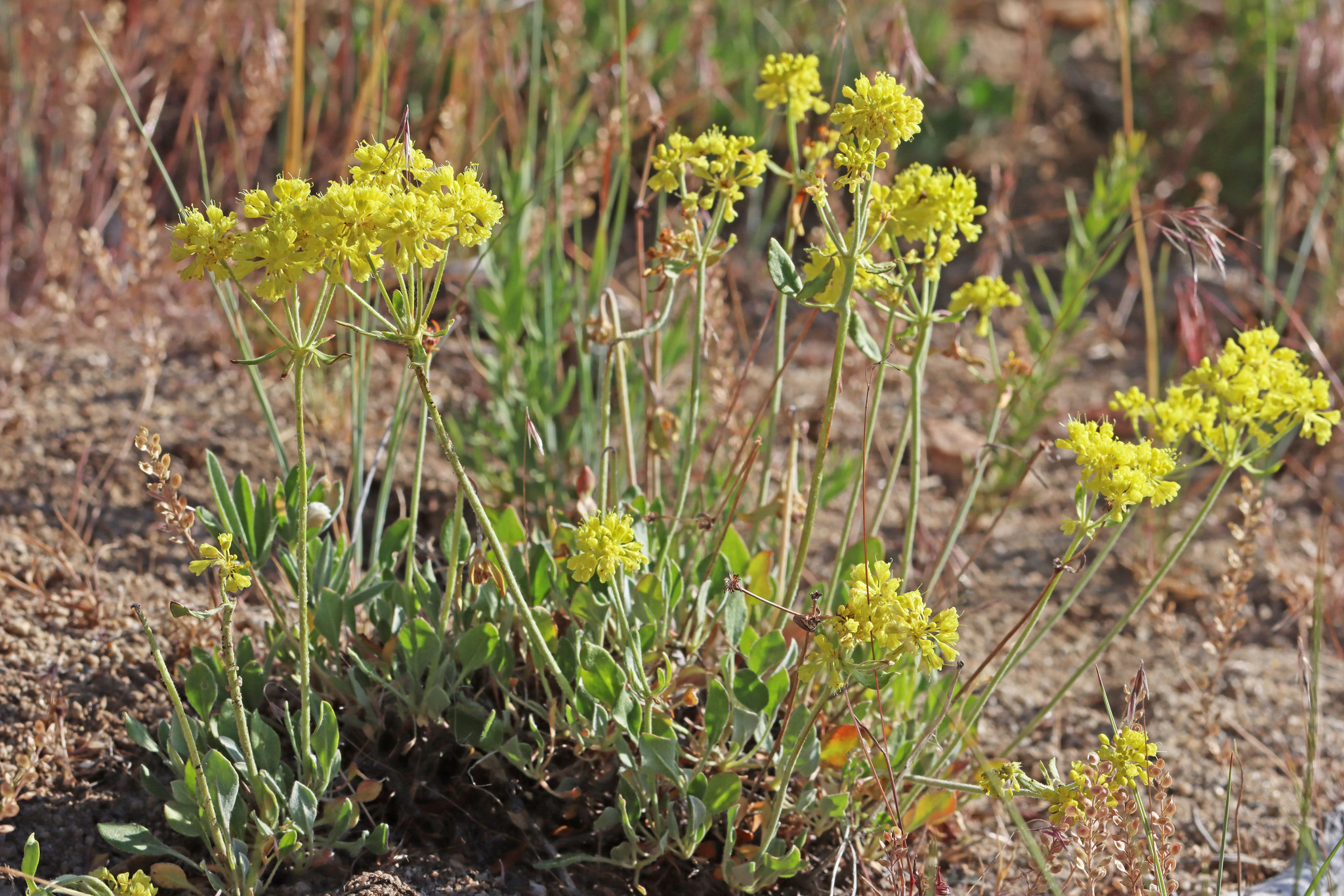 Eriogonum umbellatum var. stragulum