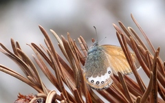 Coenonympha gardetta