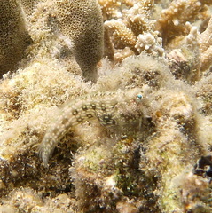 Salarias alboguttatus