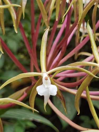 Image of Epidendrum lacustre by (c) Eduardo Chacón Madrigal, some rights reserved (CC BY)