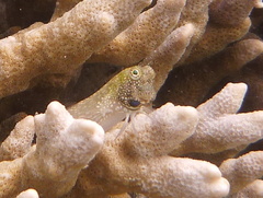Salarias alboguttatus