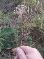 Allium angulosum