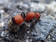 Dasymutilla nigripes