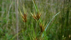 Rhynchospora macrostachya