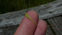 Rhynchospora macrostachya