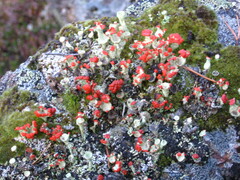 Cladonia coccifera