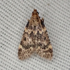 Aglossa disciferalis