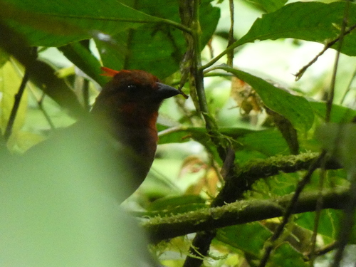Crested Ant Tanager (Driophlox cristata), photo 8