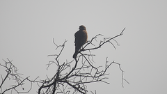 Daptrius chimango chimango