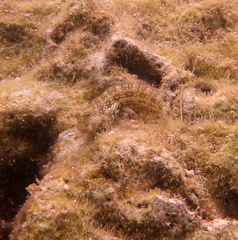 Salarias alboguttatus