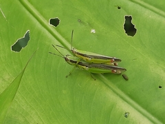 Gesonula punctifrons