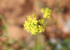 Arabidella nasturtium