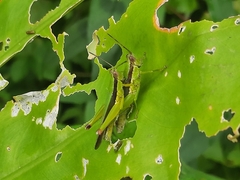 Gesonula punctifrons