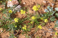 Arabidella nasturtium