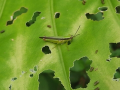 Gesonula punctifrons