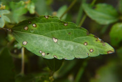 Cercospora acalyphae