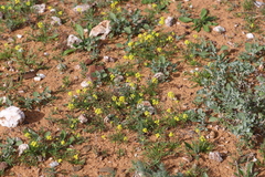 Arabidella nasturtium