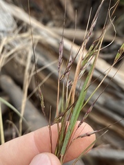 Hyparrhenia filipendula
