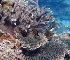 Plectroglyphidodon dickii