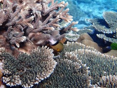 Plectroglyphidodon dickii