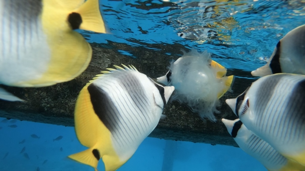 Pacific doublesaddle butterflyfish
