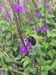 Xylocopa