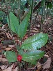 Heisteria cauliflora