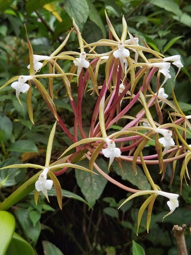 Image of Epidendrum lacustre by (c) Eduardo Chacón Madrigal, some rights reserved (CC BY)
