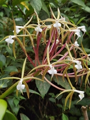Epidendrum lacustre