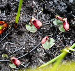 Corybas rotundifolius