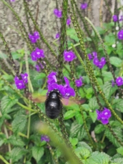 Xylocopa