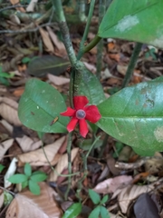 Heisteria cauliflora
